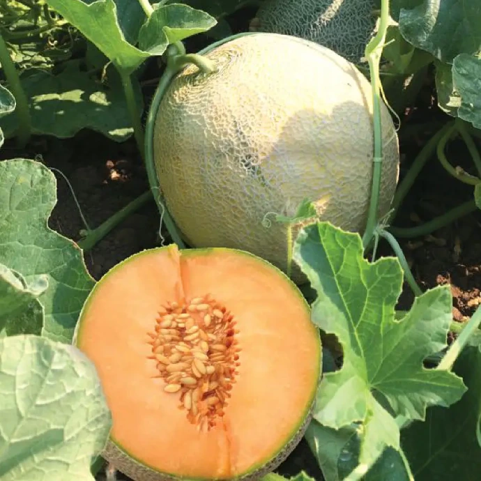 Cantaloupe