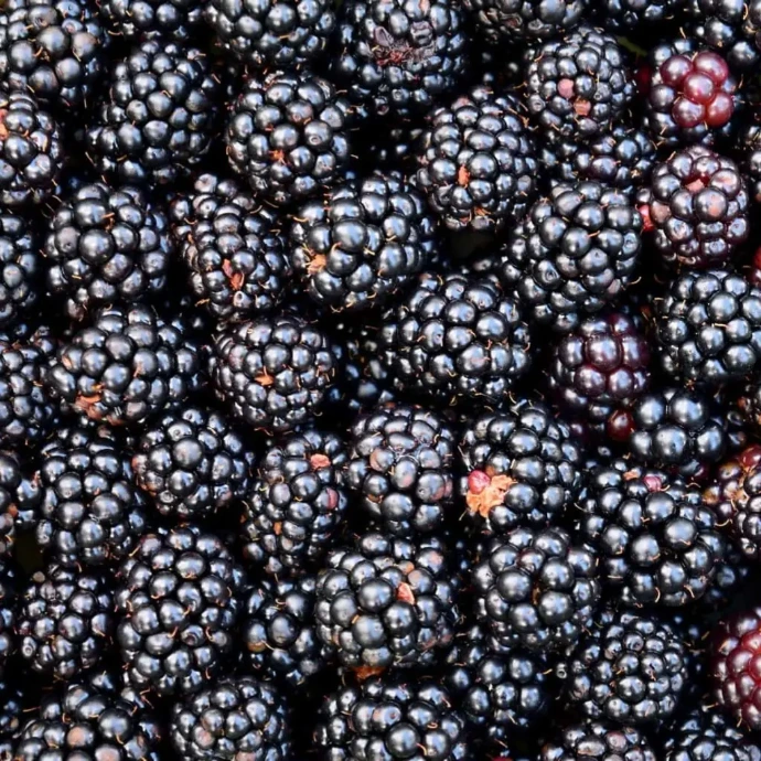 Blackberries
