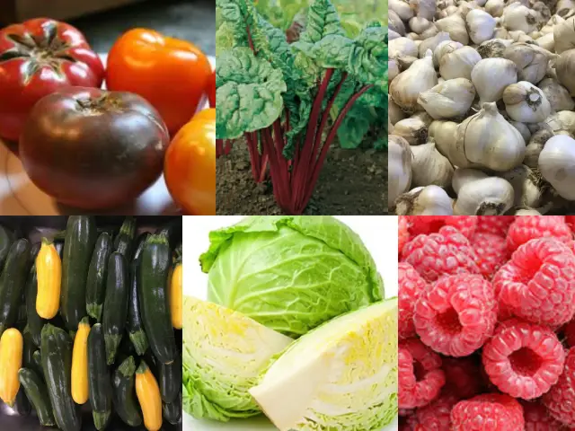 Collage of produce