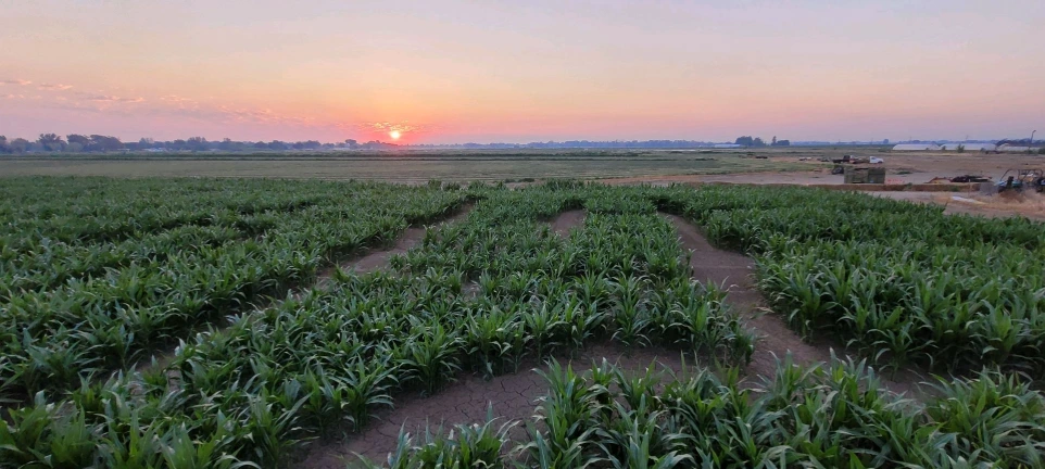 View of the corn maze early in the season