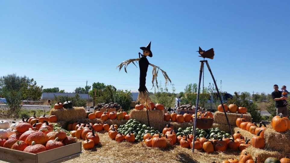 Scarecrow and pumpkins at our Market pumpkin patch.